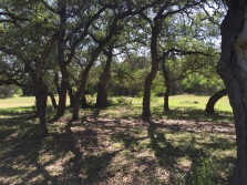 primitive tent area. Lots of oak trees providing shade with a sunny meadow in the background